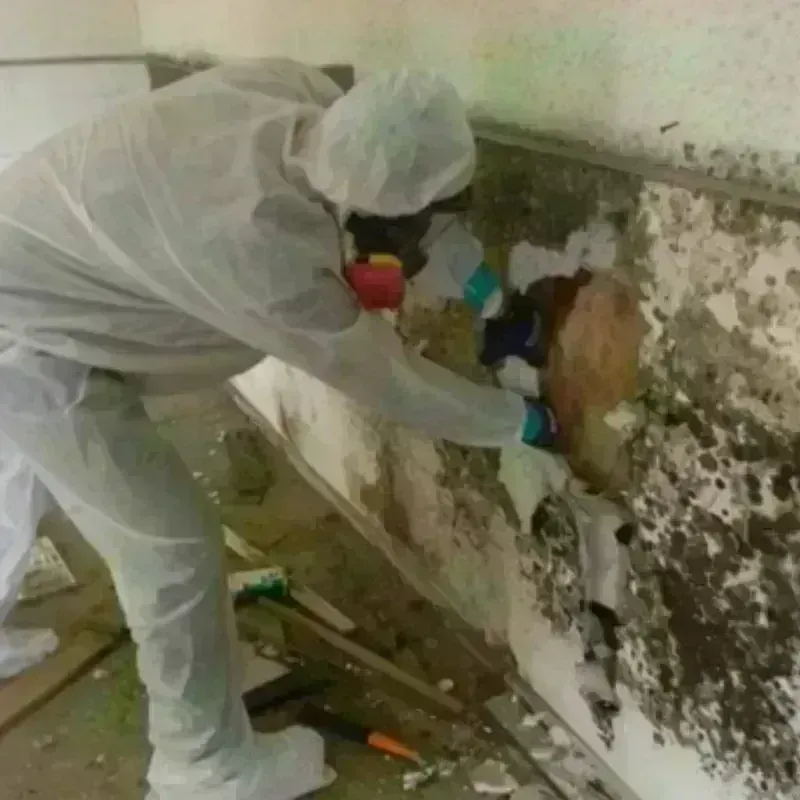 Mold Remediation and Removal in Saint Charles, MI